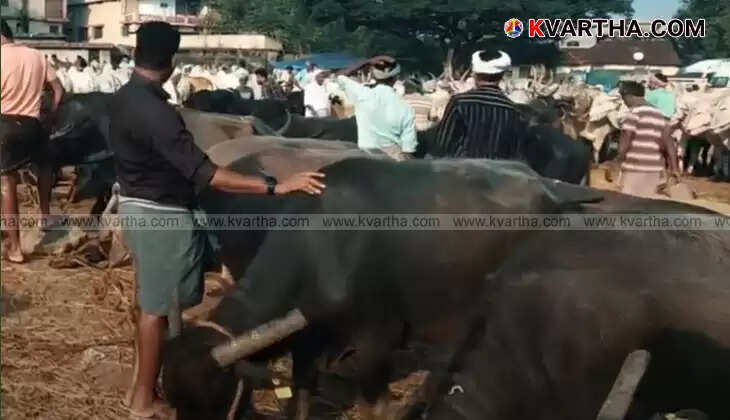 Cattle gathered at Kozhalmannam cattle market for Bakrid.
