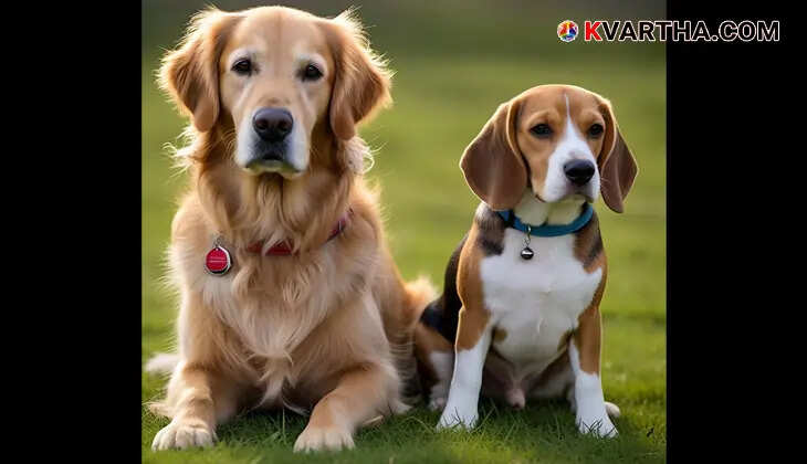 Steps to follow after a dog bite, wound cleaning, and rabies prevention.