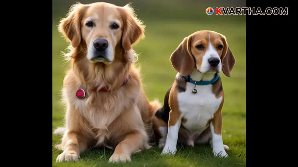 Steps to follow after a dog bite, wound cleaning, and rabies prevention.
