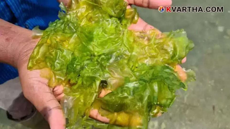 India International Seaweed Expo and Summit to be Held in Kochi on January 29 and 30 at CMFRI