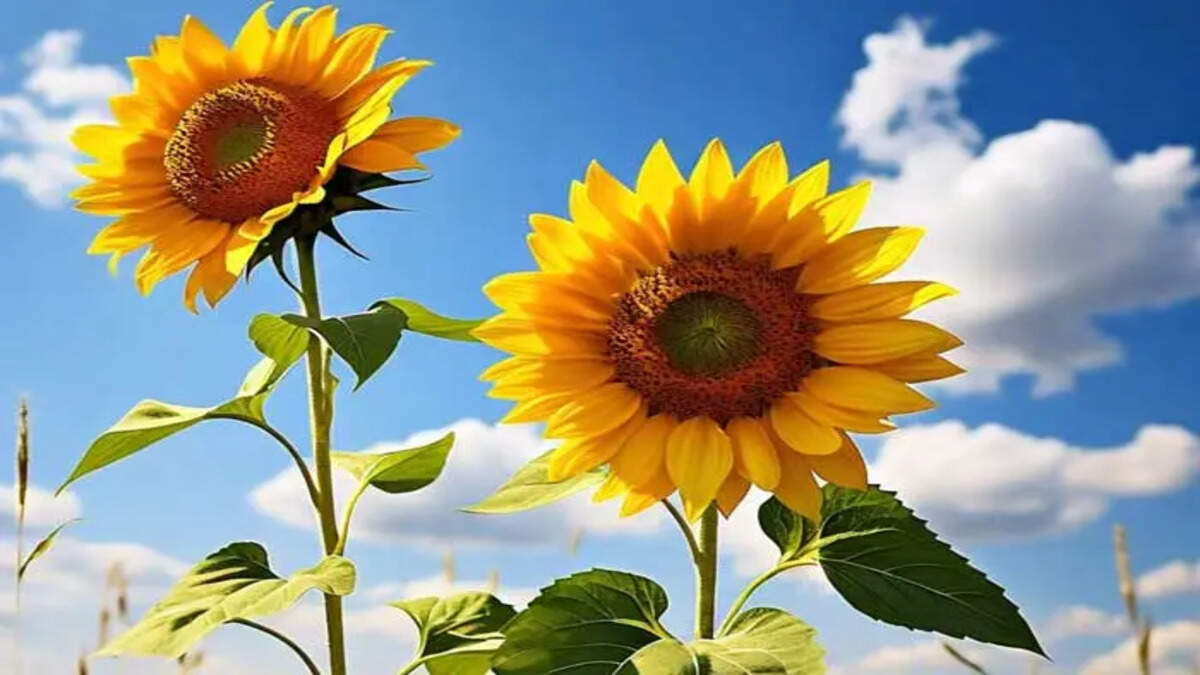 Sunflower