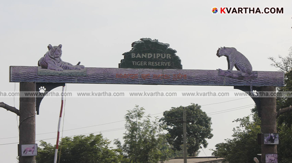 Tiger walking in the Bandipur forest