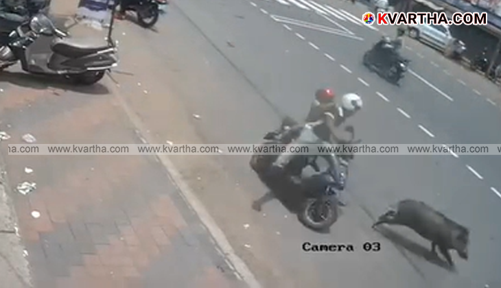കമ്പിൽ ടൗണിൽ കാട്ടുപന്നിയുടെ വിളയാട്ടം; സ്കൂട്ടർ ഇടിച്ചുതെറിപ്പിച്ചു; യുവാവും കുട്ടിയും അത്ഭുതകരമായി രക്ഷപ്പെട്ടു